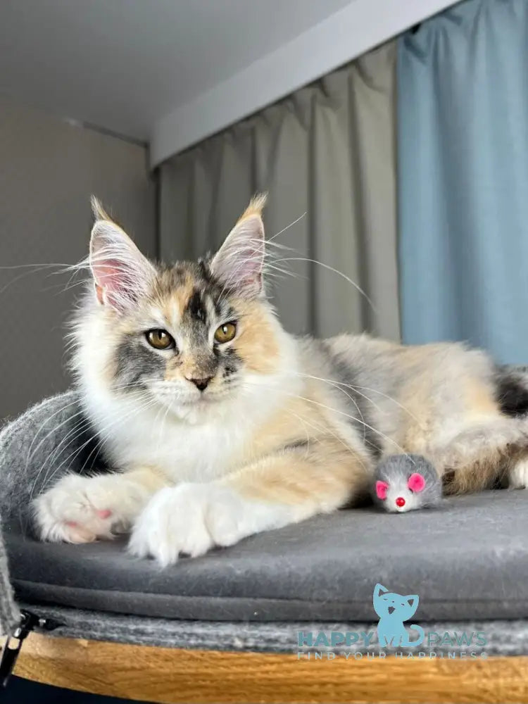 Holly Maine Coon female black tortie silver ticked tabby with white live animals