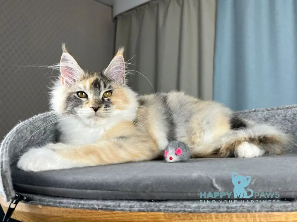 Holly Maine Coon female black tortie silver ticked tabby with white live animals