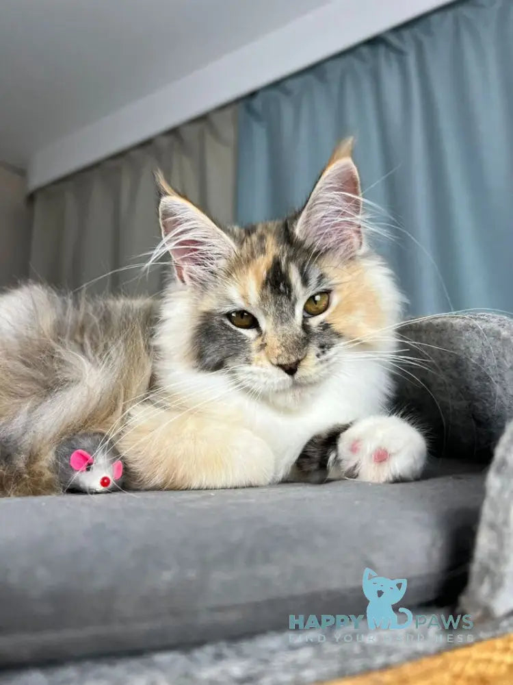 Holly Maine Coon female black tortie silver ticked tabby with white live animals