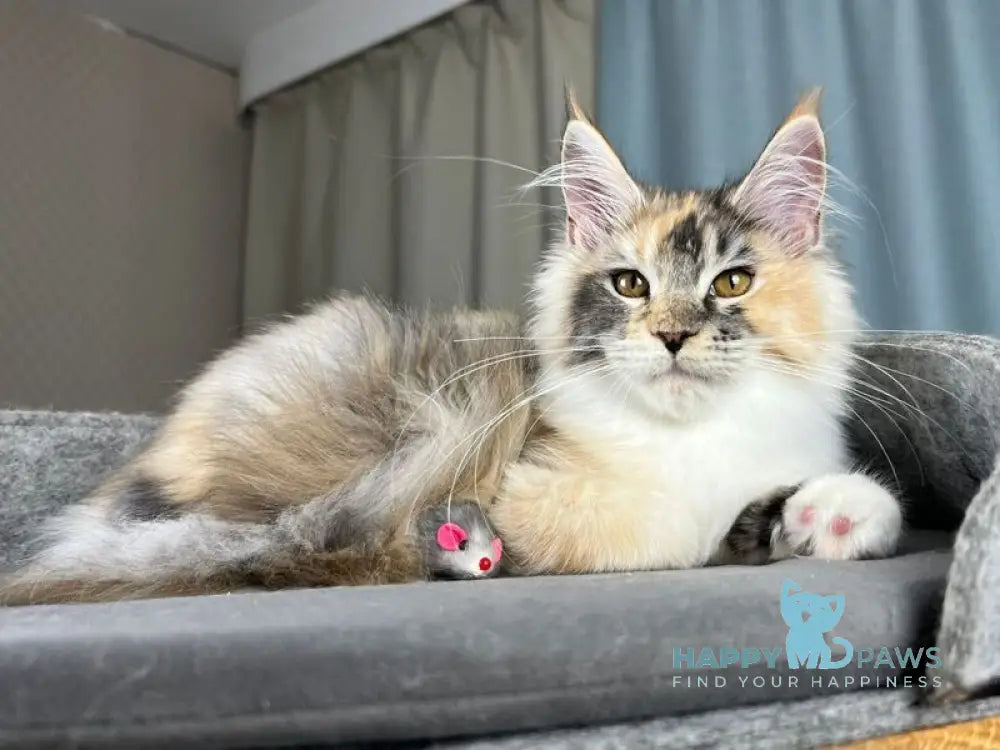 Holly Maine Coon female black tortie silver ticked tabby with white live animals