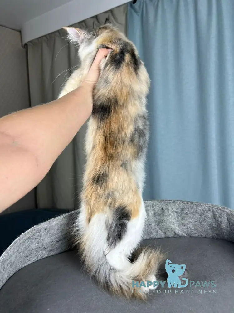 Holly Maine Coon female black tortie silver ticked tabby with white live animals