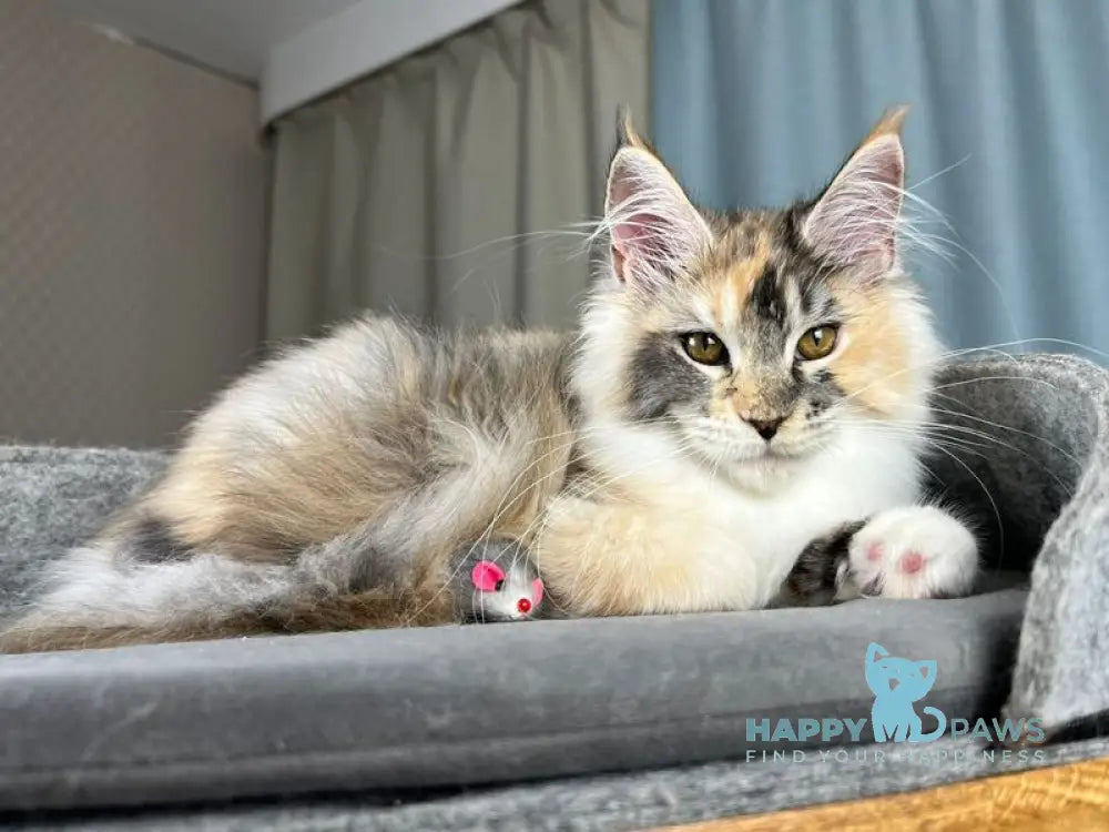 Holly Maine Coon female black tortie silver ticked tabby with white live animals