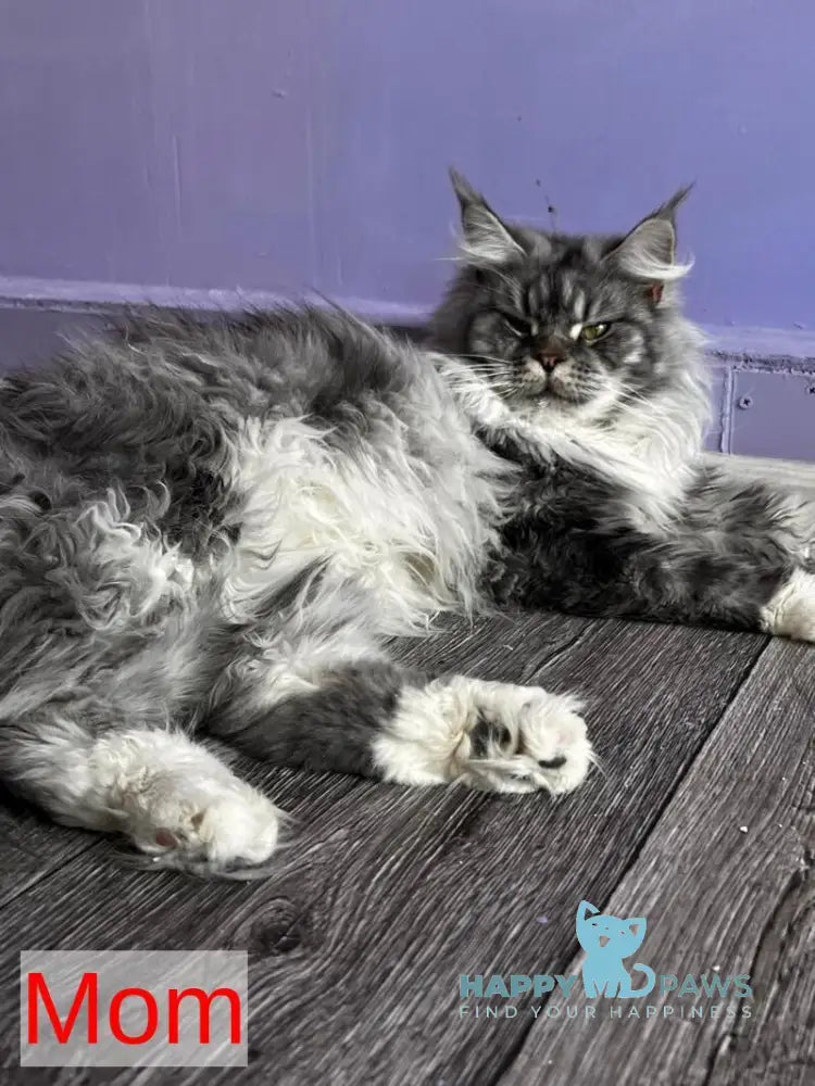 Holly Maine Coon female black tortie silver ticked tabby with white live animals