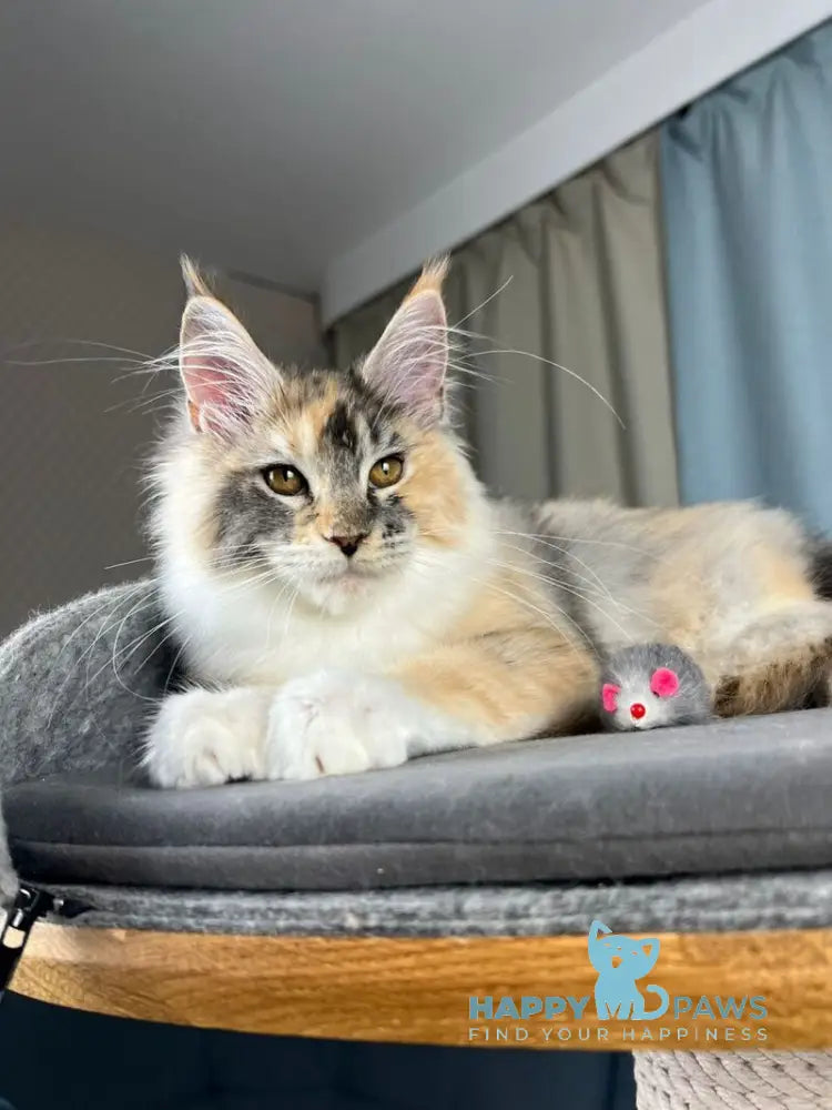 Holly Maine Coon female black tortie silver ticked tabby with white live animals