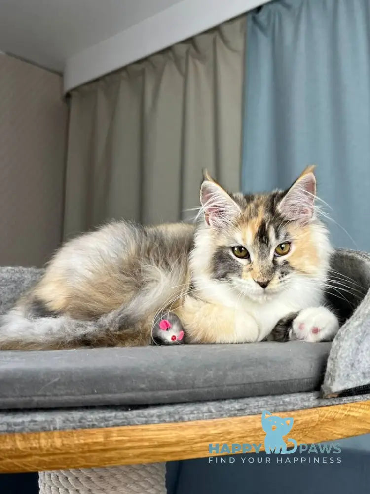 Holly Maine Coon female black tortie silver ticked tabby with white live animals