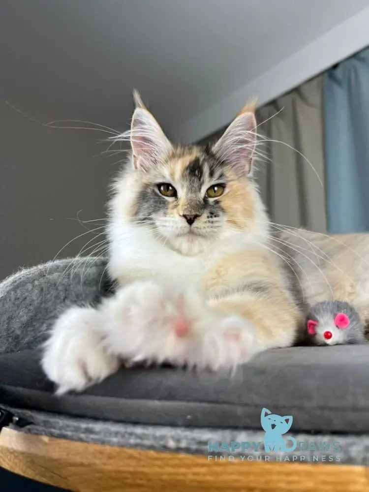 Holly Maine Coon female black tortie silver ticked tabby with white live animals