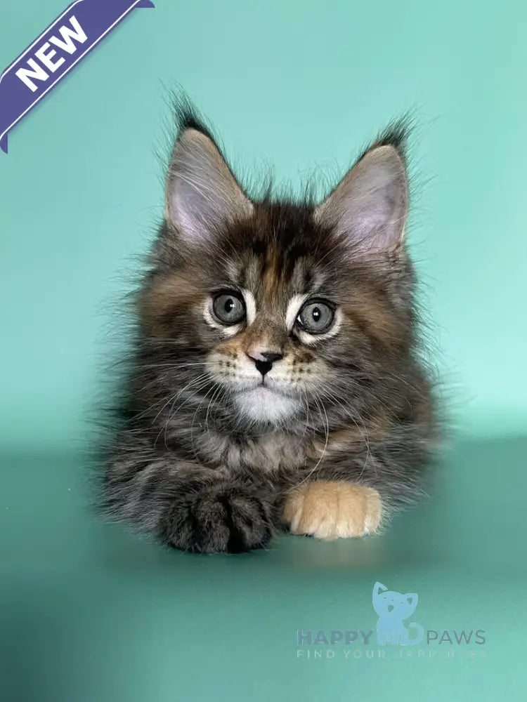 Holly Maine Coon female black tortie tabby live animals