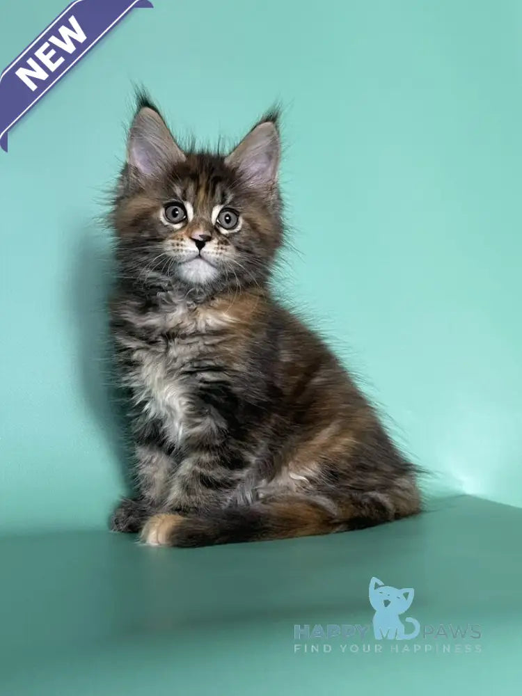 Holly Maine Coon female black tortie tabby live animals