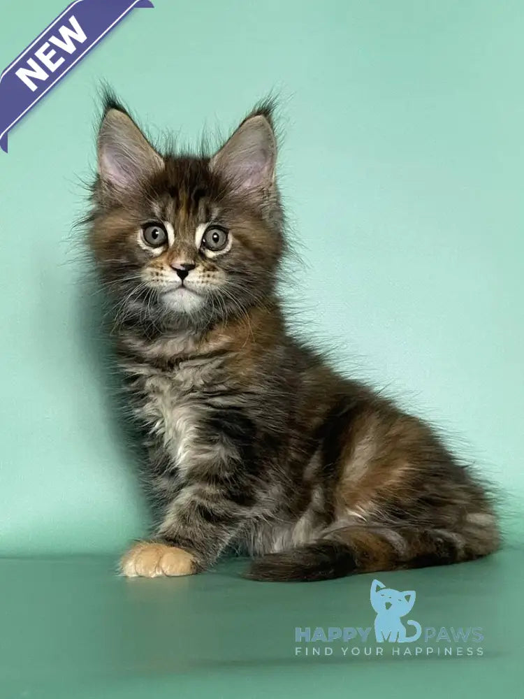Holly Maine Coon female black tortie tabby live animals