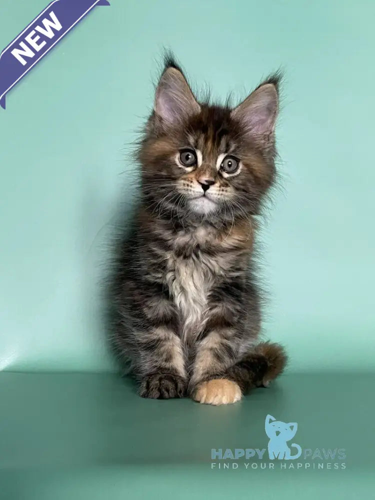 Holly Maine Coon female black tortie tabby live animals