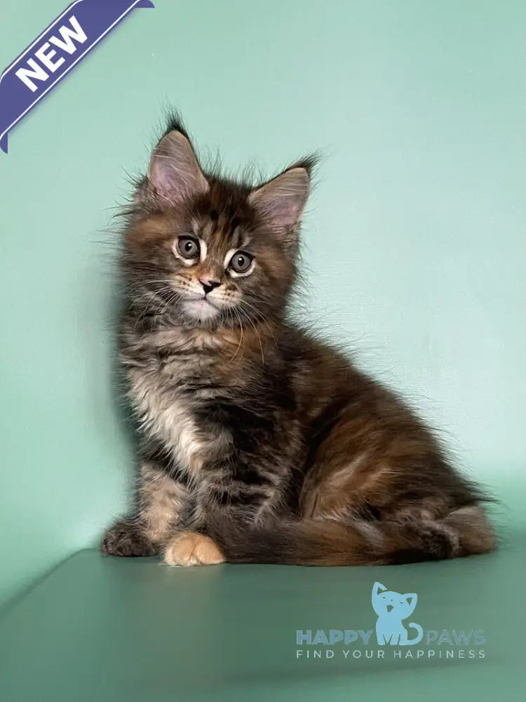 Holly Maine Coon female black tortie tabby live animals