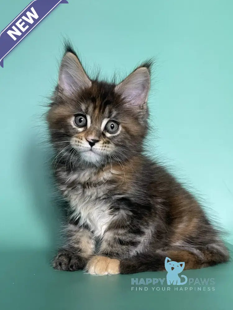 Holly Maine Coon female black tortie tabby live animals