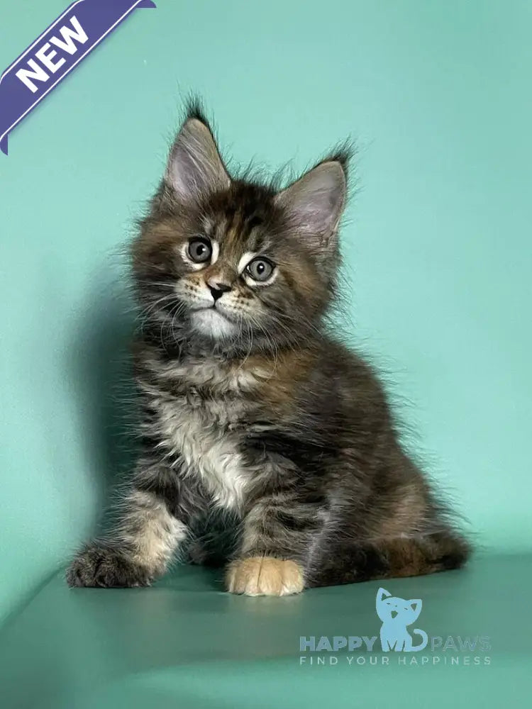 Holly Maine Coon female black tortie tabby live animals