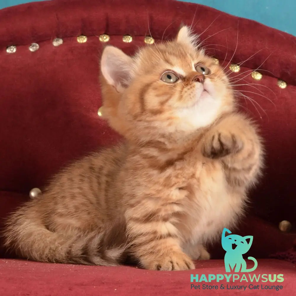 Holly Munchkin female chocolate spotted tabby - live animals