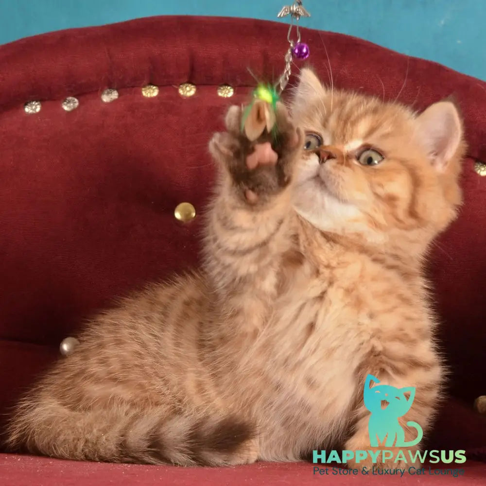 Holly Munchkin female chocolate spotted tabby - live animals
