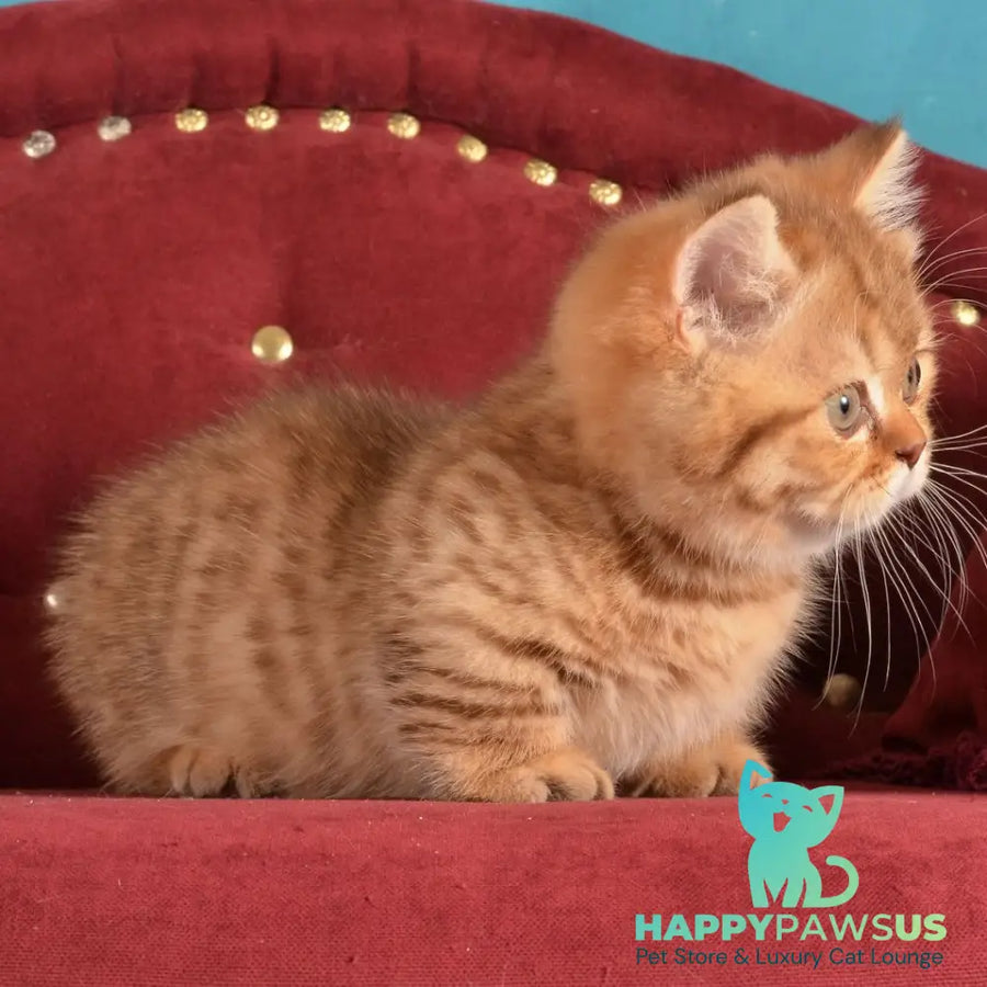 Holly Munchkin female chocolate spotted tabby - live animals