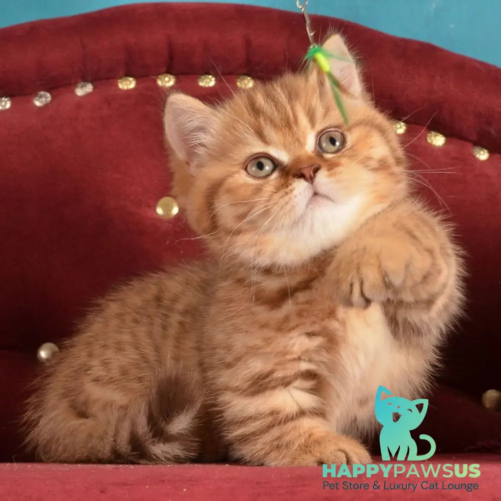 Holly Munchkin female chocolate spotted tabby - live animals