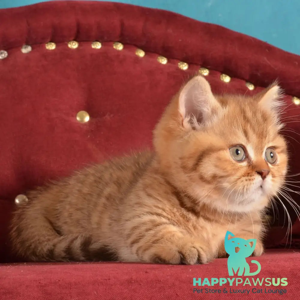 Holly Munchkin female chocolate spotted tabby - live animals