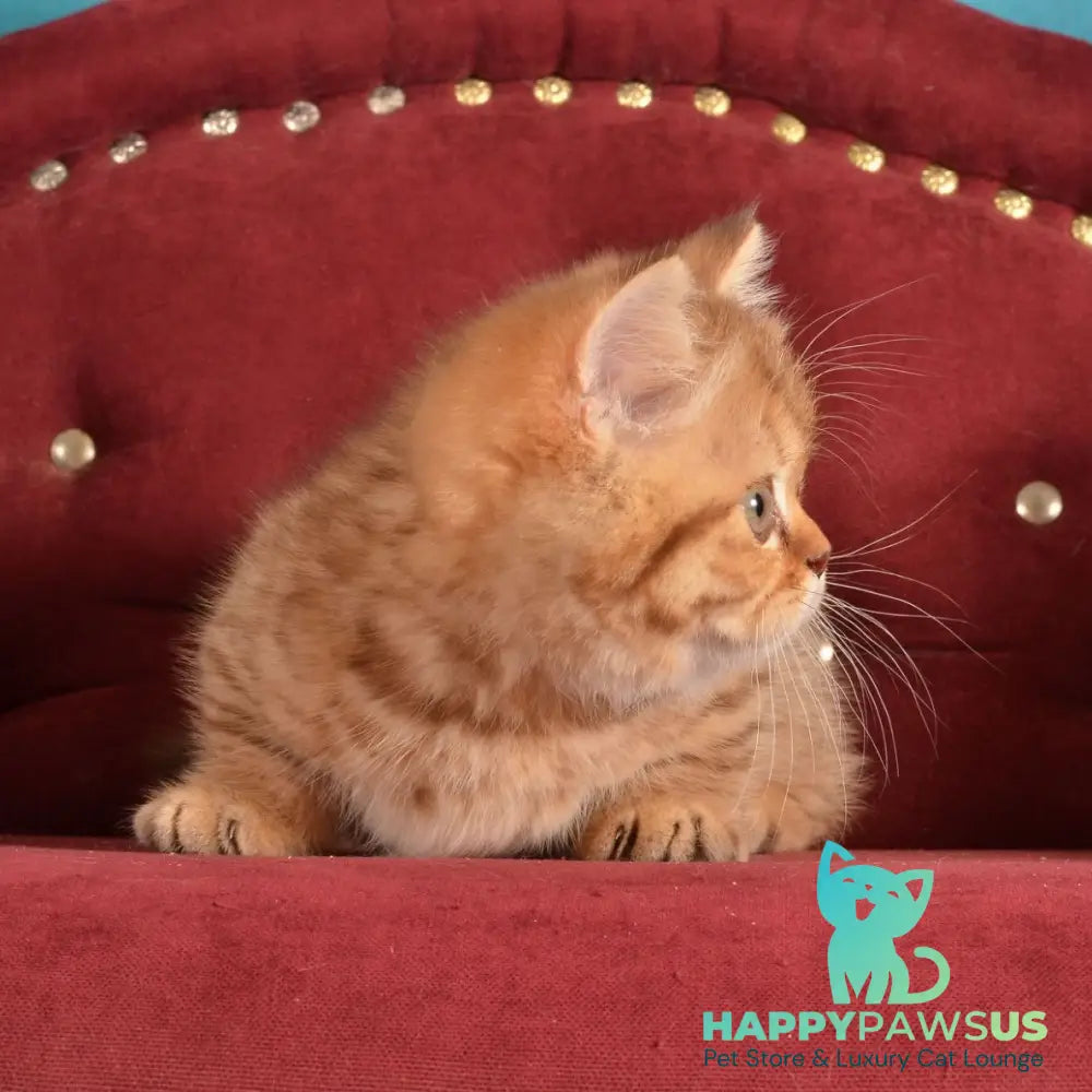 Holly Munchkin female chocolate spotted tabby - live animals