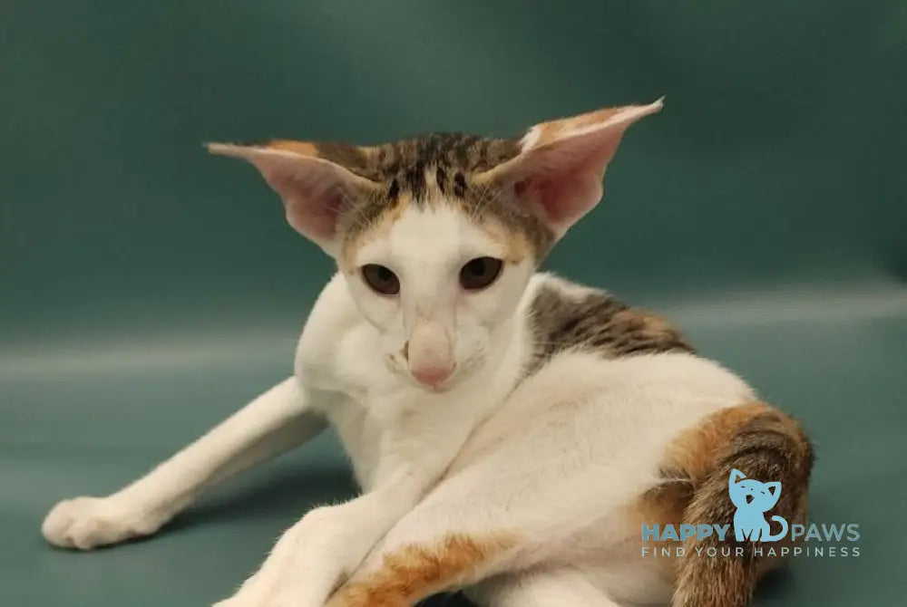 Holly Oriental Shorthair female black tortie spotted tabby bicolour live animals