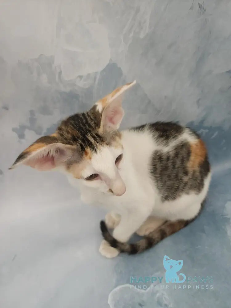 Holly Oriental Shorthair female black tortie spotted tabby bicolour live animals