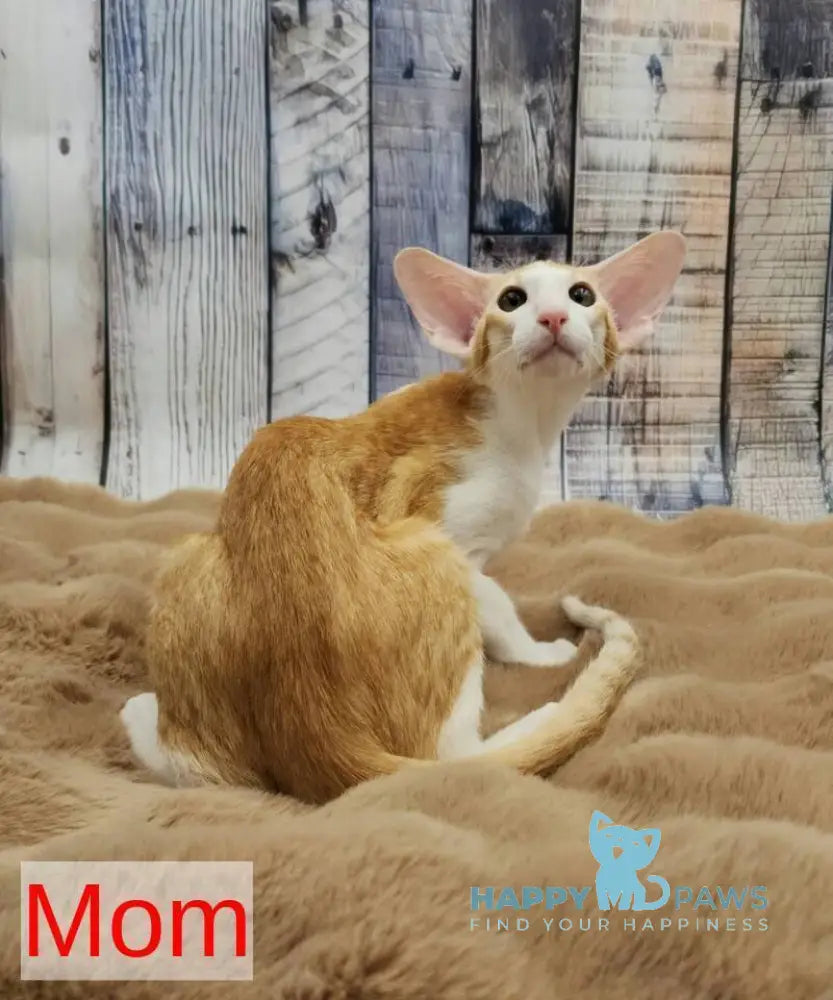 Holly Oriental Shorthair female black tortie spotted tabby bicolour live animals