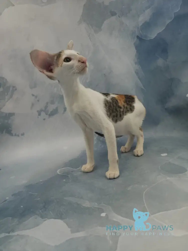 Holly Oriental Shorthair female black tortie spotted tabby bicolour live animals