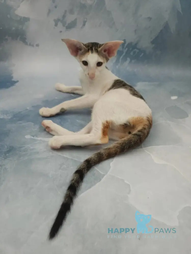 Holly Oriental Shorthair female black tortie spotted tabby bicolour live animals