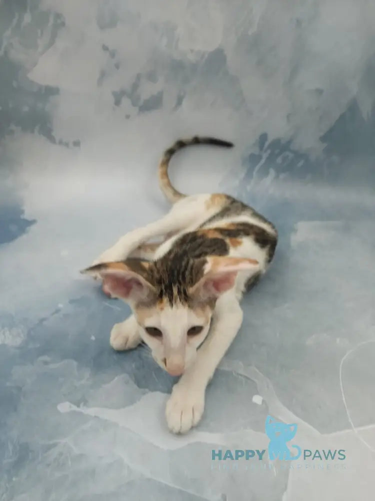 Holly Oriental Shorthair female black tortie spotted tabby bicolour live animals