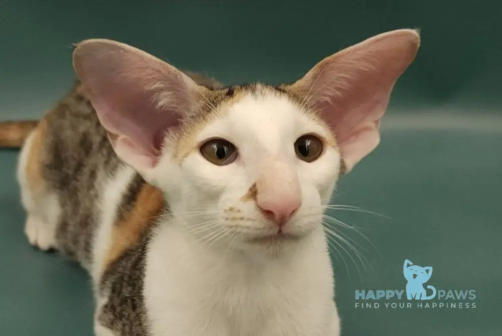 Holly Oriental Shorthair female black tortie spotted tabby bicolour live animals