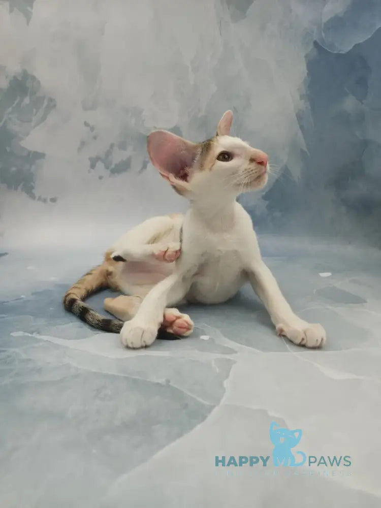 Holly Oriental Shorthair female black tortie spotted tabby bicolour live animals