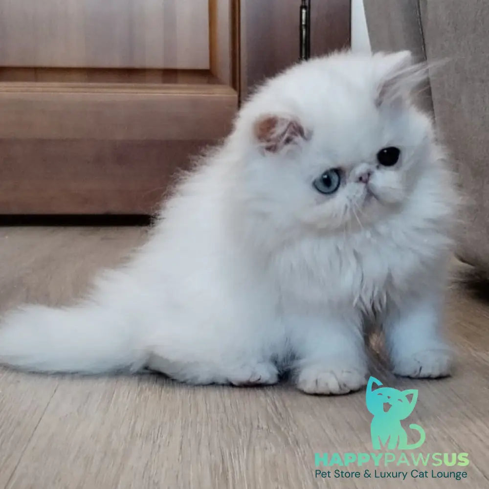 Holly Persian female white - live animals
