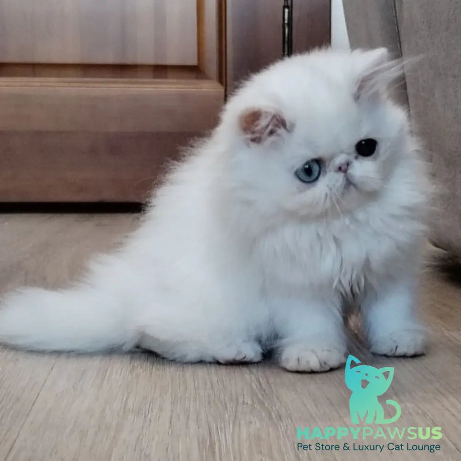 Holly Persian female white - live animals