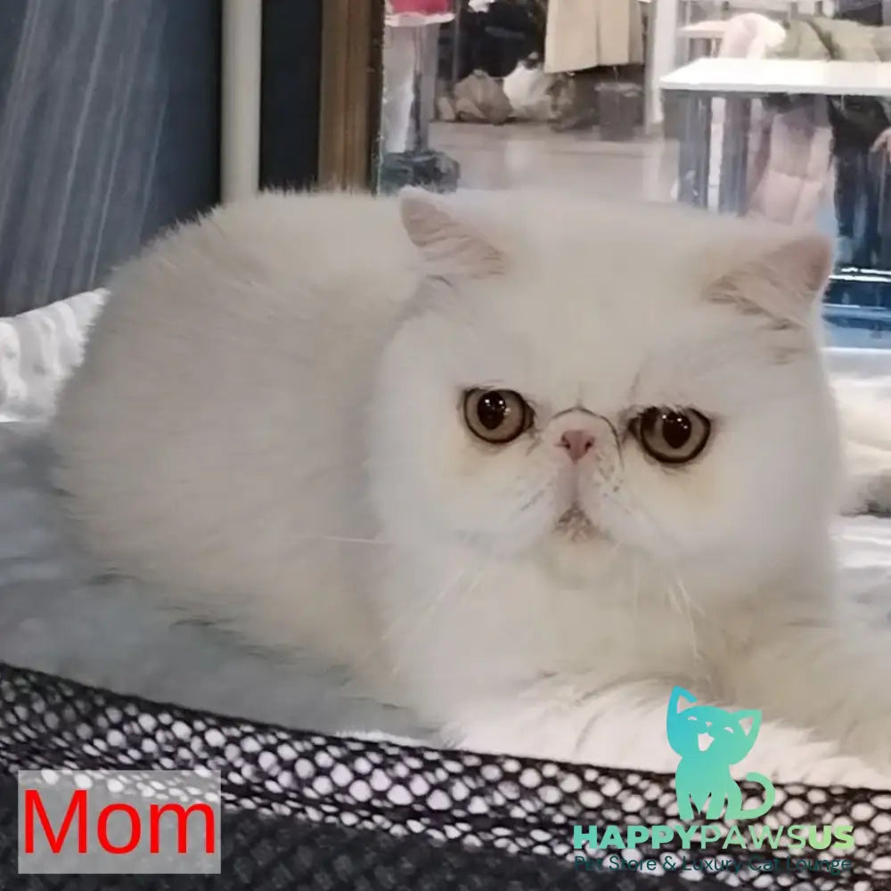 Holly Persian female white - live animals