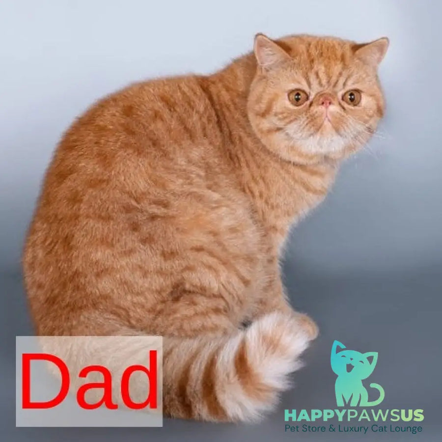 Holly Persian female white - live animals