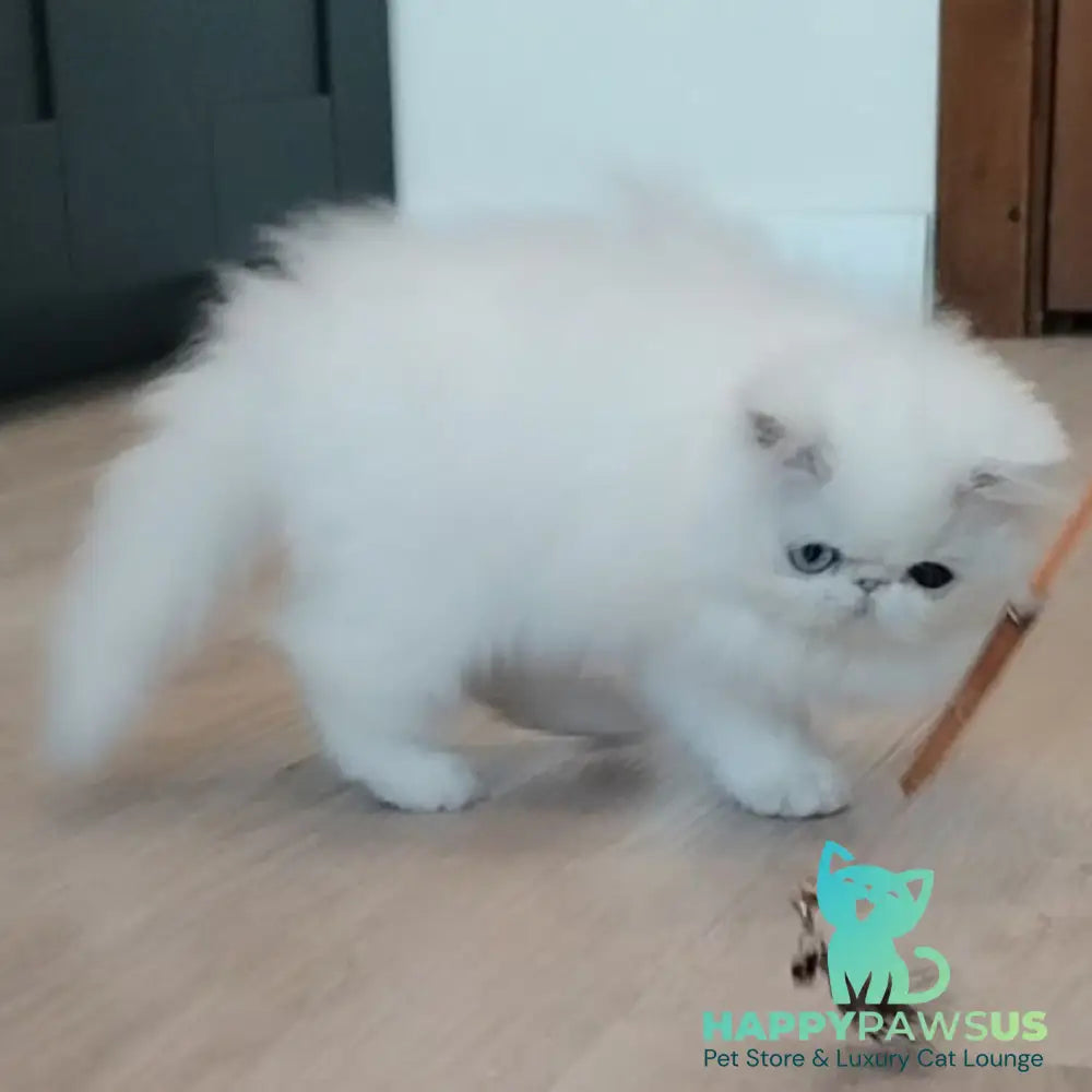 Holly Persian female white - live animals