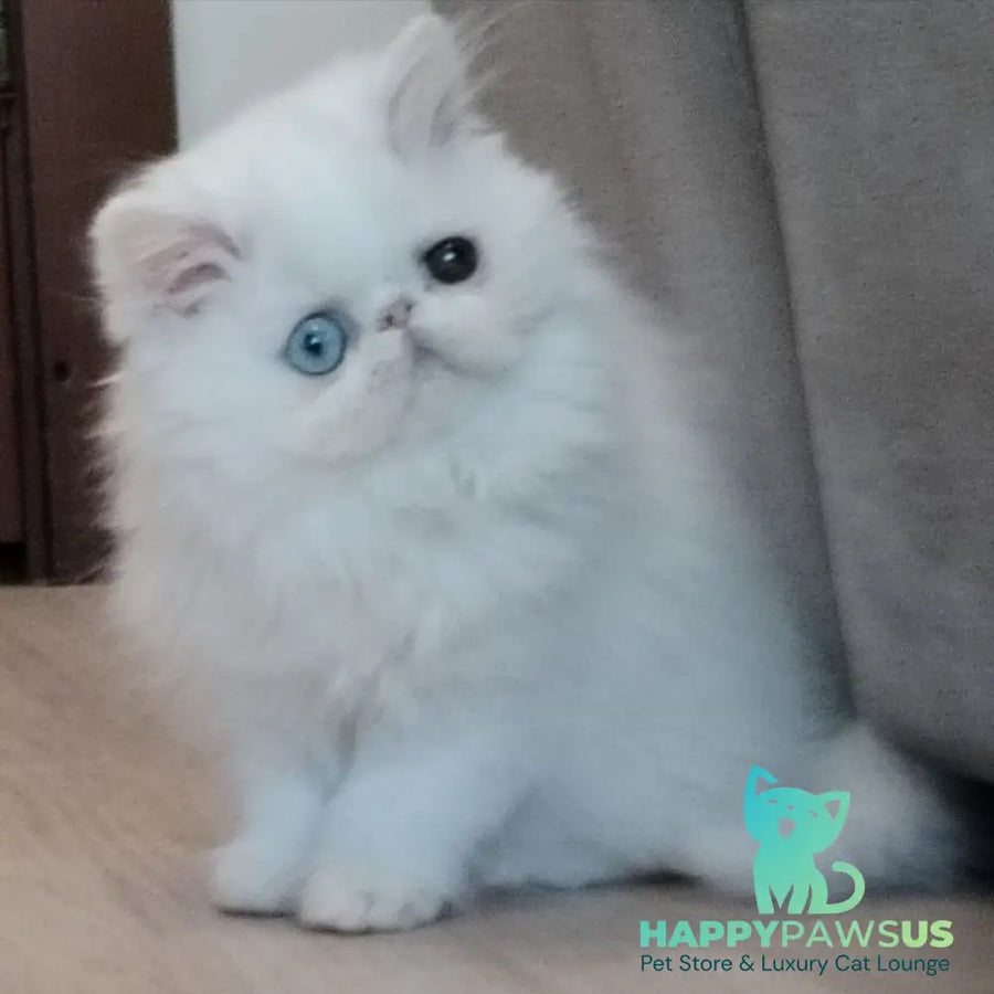 Holly Persian female white - live animals