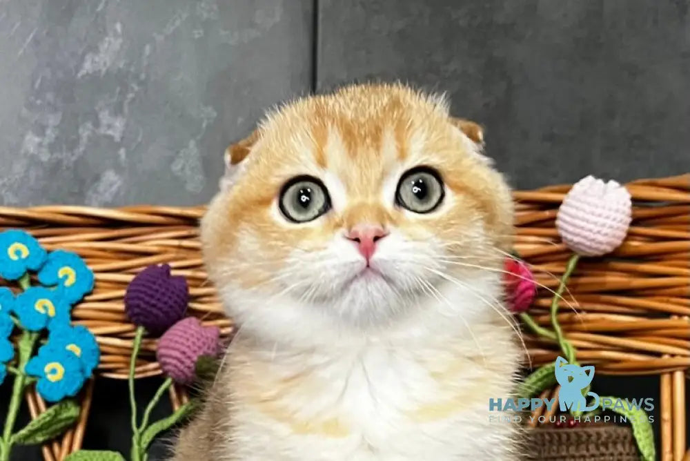 Holly Scottish Fold female black golden shaded live animals