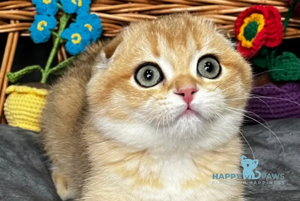 Holly Scottish Fold female black golden shaded live animals