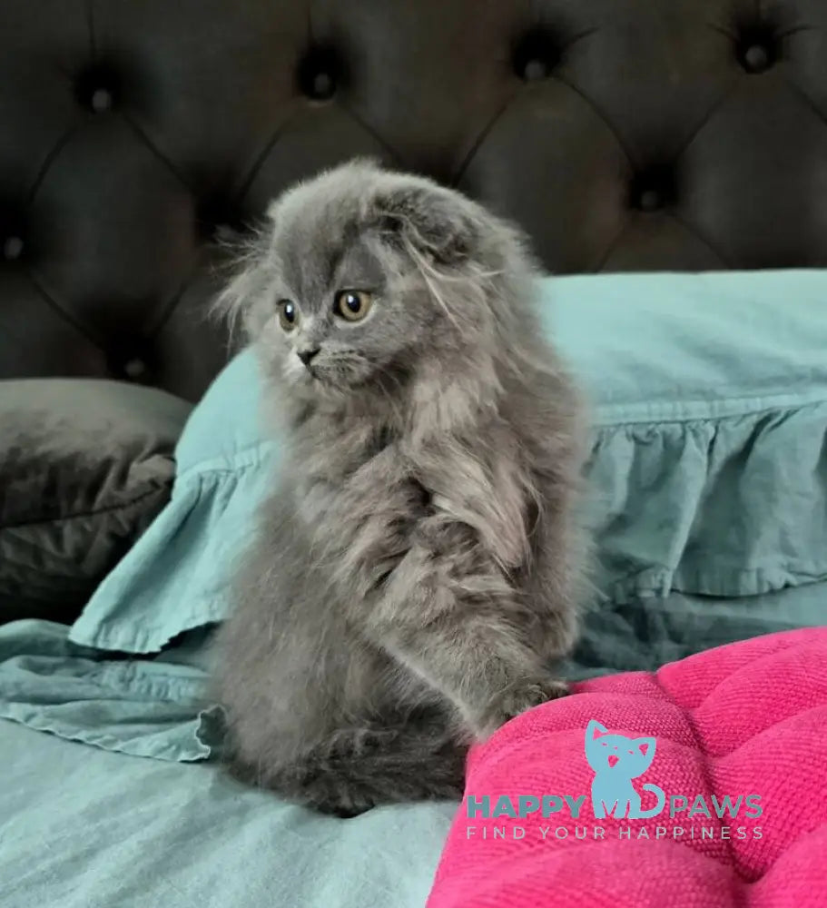 Holly Scottish Fold female blue live animals