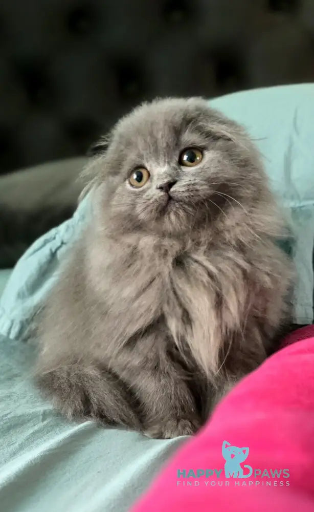 Holly Scottish Fold female blue live animals