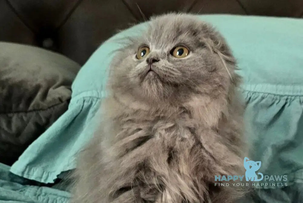 Holly Scottish Fold female blue live animals