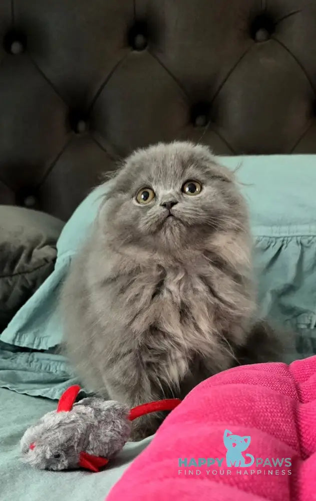 Holly Scottish Fold female blue live animals