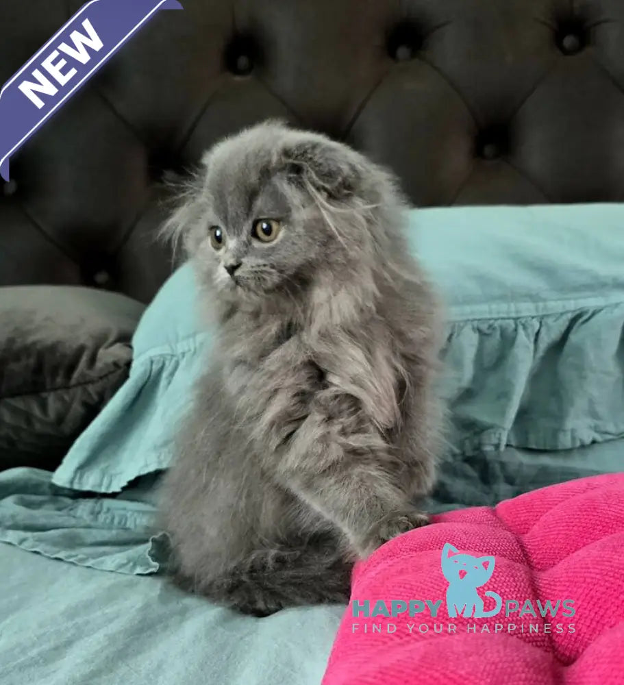 Holly Scottish Fold female blue live animals