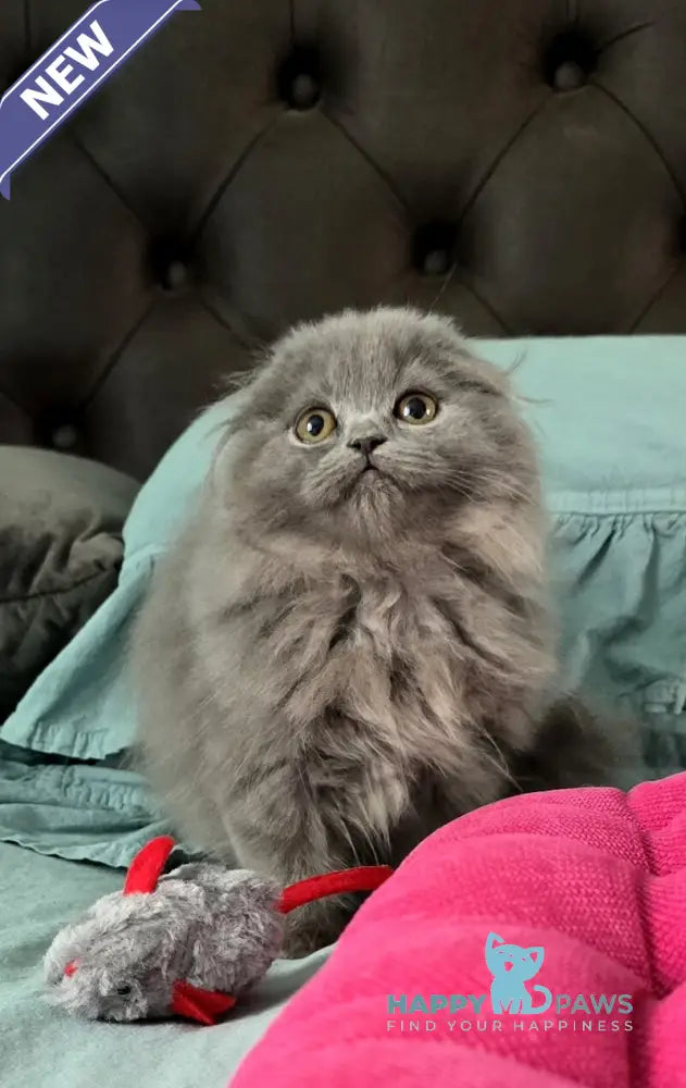 Holly Scottish Fold female blue live animals