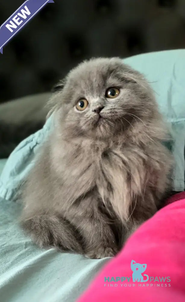 Holly Scottish Fold female blue live animals