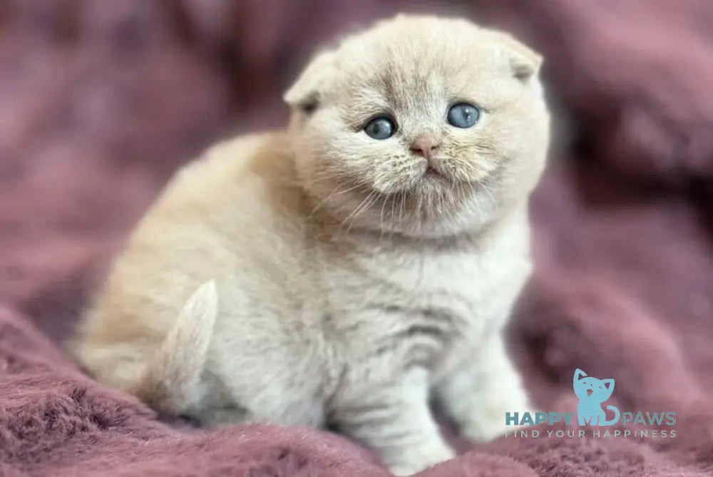 Holly Scottish Fold female fawn live animals