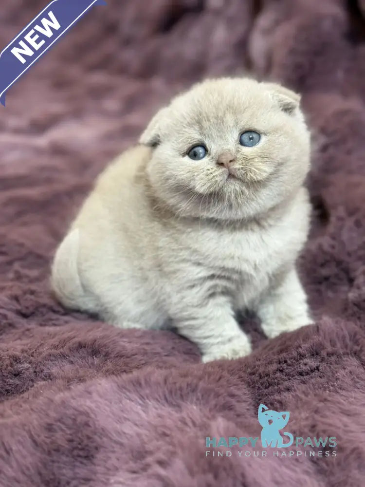 Holly Scottish Fold female fawn live animals