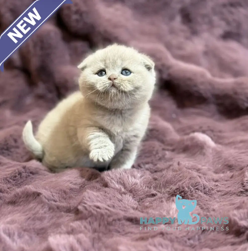 Holly Scottish Fold female fawn live animals