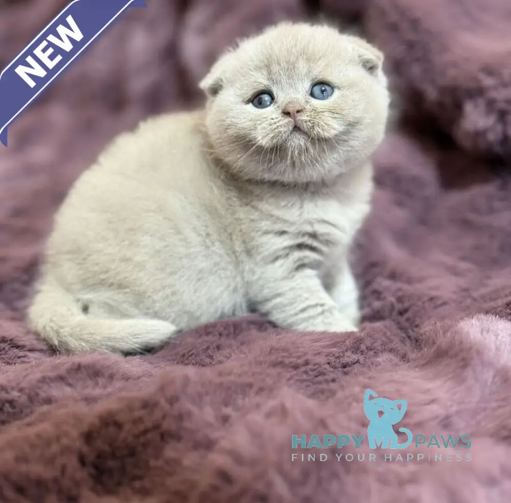 Holly Scottish Fold female fawn live animals